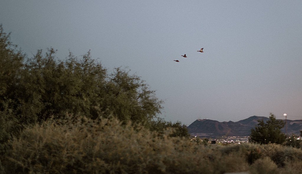 Birds flying at the Las Vegas Wetlands